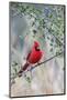 Northern cardinal perched.-Larry Ditto-Mounted Photographic Print