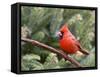 Northern Cardinal Perching on Branch, Mcleansville, North Carolina, USA-Gary Carter-Framed Stretched Canvas