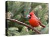 Northern Cardinal Perching on Branch, Mcleansville, North Carolina, USA-Gary Carter-Stretched Canvas