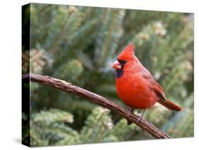 Northern Cardinal Perching on Branch, Mcleansville, North Carolina, USA-Gary Carter-Stretched Canvas
