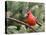 Northern Cardinal Perching on Branch, Mcleansville, North Carolina, USA-Gary Carter-Stretched Canvas