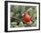 Northern Cardinal Perching on Branch, Mcleansville, North Carolina, USA-Gary Carter-Framed Premium Photographic Print