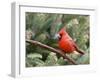 Northern Cardinal Perching on Branch, Mcleansville, North Carolina, USA-Gary Carter-Framed Premium Photographic Print