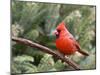 Northern Cardinal Perching on Branch, Mcleansville, North Carolina, USA-Gary Carter-Mounted Premium Photographic Print