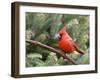 Northern Cardinal Perching on Branch, Mcleansville, North Carolina, USA-Gary Carter-Framed Photographic Print