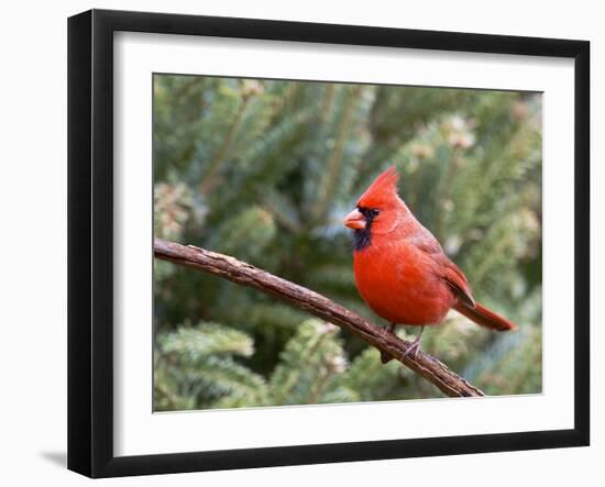 Northern Cardinal Perching on Branch, Mcleansville, North Carolina, USA-Gary Carter-Framed Photographic Print