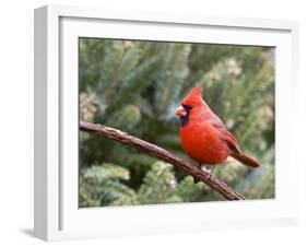 Northern Cardinal Perching on Branch, Mcleansville, North Carolina, USA-Gary Carter-Framed Photographic Print