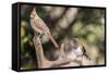Northern Cardinal & Rufous Towhee (Female)-Gary Carter-Framed Stretched Canvas