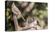 Northern Cardinal & Rufous Towhee (Female)-Gary Carter-Stretched Canvas