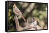 Northern Cardinal & Rufous Towhee (Female)-Gary Carter-Framed Stretched Canvas