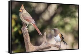 Northern Cardinal & Rufous Towhee (Female)-Gary Carter-Framed Stretched Canvas