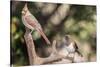 Northern Cardinal & Rufous Towhee (Female)-Gary Carter-Stretched Canvas