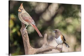 Northern Cardinal & Rufous Towhee (Female)-Gary Carter-Stretched Canvas