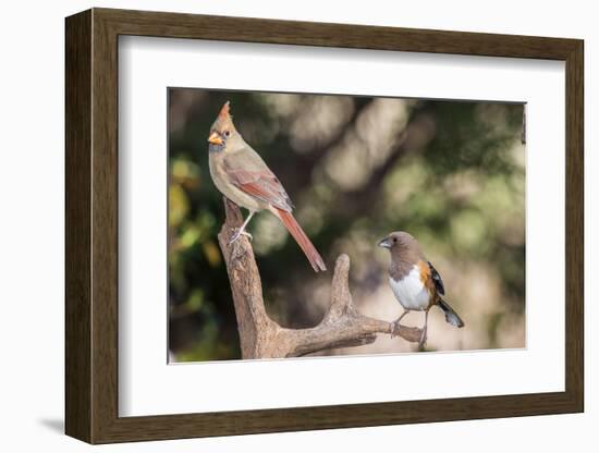 Northern Cardinal & Rufous Towhee (Female)-Gary Carter-Framed Photographic Print