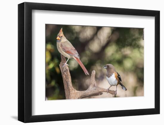 Northern Cardinal & Rufous Towhee (Female)-Gary Carter-Framed Photographic Print