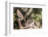 Northern Cardinal & Rufous Towhee (Female)-Gary Carter-Framed Photographic Print