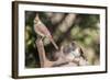 Northern Cardinal & Rufous Towhee (Female)-Gary Carter-Framed Photographic Print