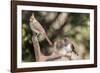 Northern Cardinal & Rufous Towhee (Female)-Gary Carter-Framed Photographic Print