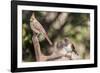 Northern Cardinal & Rufous Towhee (Female)-Gary Carter-Framed Photographic Print