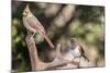 Northern Cardinal & Rufous Towhee (Female)-Gary Carter-Mounted Photographic Print