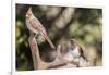 Northern Cardinal & Rufous Towhee (Female)-Gary Carter-Framed Photographic Print