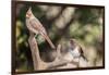 Northern Cardinal & Rufous Towhee (Female)-Gary Carter-Framed Photographic Print