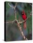 Northern Cardinal, Texas, USA-Dee Ann Pederson-Stretched Canvas