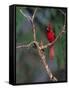 Northern Cardinal, Texas, USA-Dee Ann Pederson-Framed Stretched Canvas