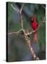 Northern Cardinal, Texas, USA-Dee Ann Pederson-Stretched Canvas