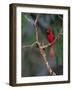 Northern Cardinal, Texas, USA-Dee Ann Pederson-Framed Photographic Print