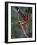 Northern Cardinal, Texas, USA-Dee Ann Pederson-Framed Photographic Print