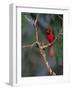 Northern Cardinal, Texas, USA-Dee Ann Pederson-Framed Photographic Print