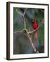 Northern Cardinal, Texas, USA-Dee Ann Pederson-Framed Photographic Print