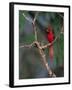 Northern Cardinal, Texas, USA-Dee Ann Pederson-Framed Photographic Print