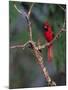 Northern Cardinal, Texas, USA-Dee Ann Pederson-Mounted Photographic Print