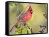 Northern Cardinal, Texas, USA-Larry Ditto-Framed Stretched Canvas