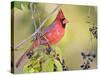 Northern Cardinal, Texas, USA-Larry Ditto-Stretched Canvas