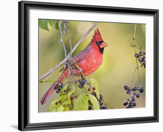 Northern Cardinal, Texas, USA-Larry Ditto-Framed Photographic Print