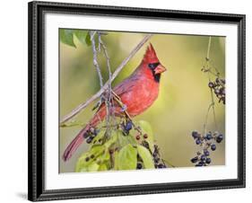 Northern Cardinal, Texas, USA-Larry Ditto-Framed Photographic Print