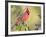 Northern Cardinal, Texas, USA-Larry Ditto-Framed Photographic Print