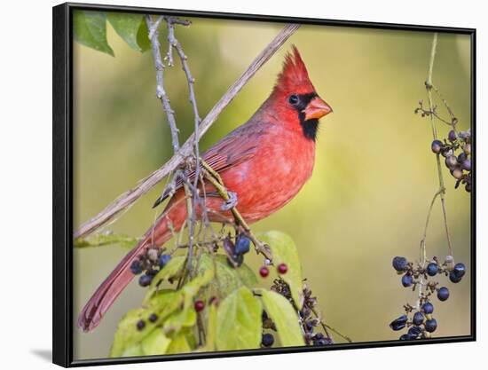 Northern Cardinal, Texas, USA-Larry Ditto-Framed Photographic Print