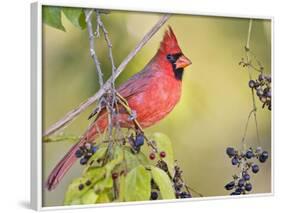 Northern Cardinal, Texas, USA-Larry Ditto-Framed Photographic Print