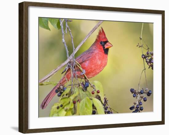 Northern Cardinal, Texas, USA-Larry Ditto-Framed Photographic Print