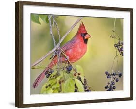 Northern Cardinal, Texas, USA-Larry Ditto-Framed Photographic Print