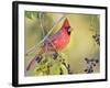Northern Cardinal, Texas, USA-Larry Ditto-Framed Photographic Print