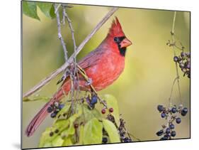 Northern Cardinal, Texas, USA-Larry Ditto-Mounted Photographic Print