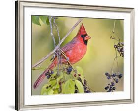 Northern Cardinal, Texas, USA-Larry Ditto-Framed Photographic Print