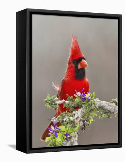 Northern Cardinal, Texas, USA-Larry Ditto-Framed Stretched Canvas