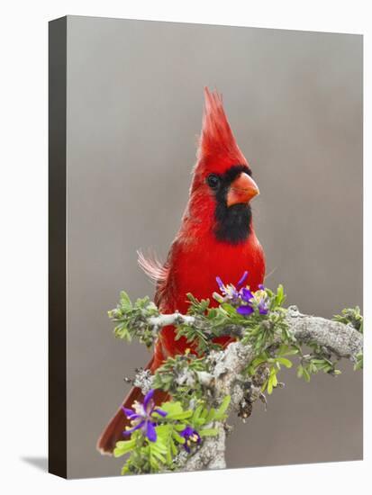 Northern Cardinal, Texas, USA-Larry Ditto-Stretched Canvas