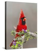 Northern Cardinal, Texas, USA-Larry Ditto-Stretched Canvas